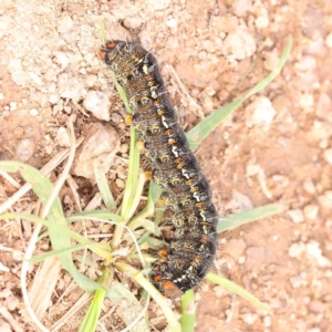 Apina callisto at Strathnairn, ACT - 16 Aug 2024