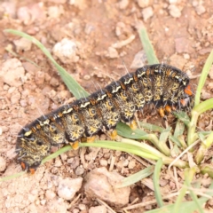 Apina callisto at Strathnairn, ACT - 16 Aug 2024 11:59 AM