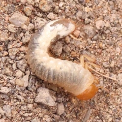 Scarabaeidae (family) (Scarab beetle, curl grub) at Strathnairn, ACT - 16 Aug 2024 by ConBoekel