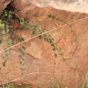 Asplenium flabellifolium at Strathnairn, ACT - 16 Aug 2024