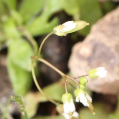 Erophila verna (Whitlow Grass) at Strathnairn, ACT - 16 Aug 2024 by ConBoekel