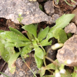 Erophila verna at Strathnairn, ACT - 16 Aug 2024