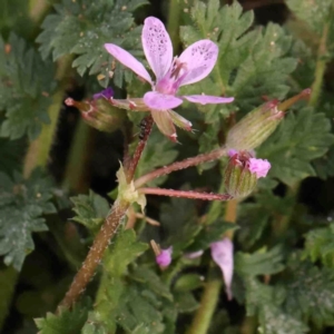 Erodium cicutarium at Strathnairn, ACT - 16 Aug 2024 10:56 AM