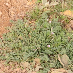 Erodium cicutarium at Strathnairn, ACT - 16 Aug 2024 10:56 AM