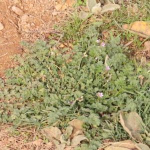 Erodium cicutarium at Strathnairn, ACT - 16 Aug 2024