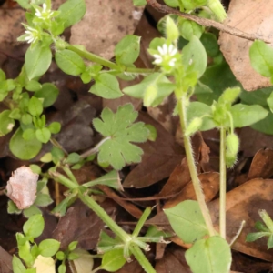 Cerastium glomeratum at Macnamara, ACT - 16 Aug 2024