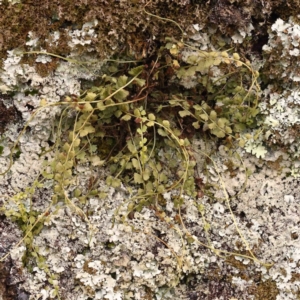 Asplenium flabellifolium at Strathnairn, ACT - 16 Aug 2024