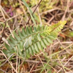 Pellaea calidirupium (Hot Rock Fern) at Strathnairn, ACT - 16 Aug 2024 by ConBoekel