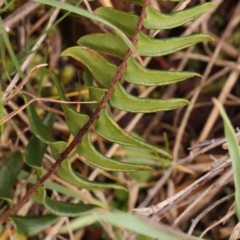 Pellaea calidirupium at Strathnairn, ACT - 16 Aug 2024 10:41 AM