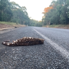Dasyurus maculatus ssp. maculatus (Spotted-tailed Quoll) at Jerrawangala, NSW - 15 Apr 2024 by palomitakarina