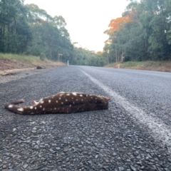 Dasyurus maculatus (Spotted-tailed Quoll) at Jerrawangala, NSW - 14 Apr 2024 by palomitakarina