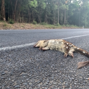 Dasyurus maculatus at Jerrawangala, NSW - 15 Apr 2024 06:31 AM