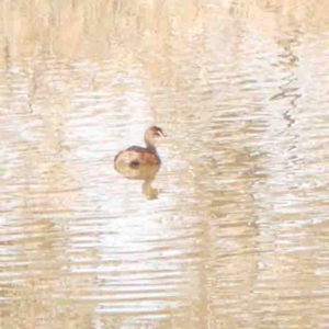 Tachybaptus novaehollandiae at Strathnairn, ACT - 16 Aug 2024