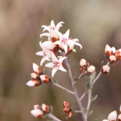 Cryptandra speciosa subsp. speciosa (Silky Cryptandra) at Strathnairn, ACT - 16 Aug 2024 by ConBoekel