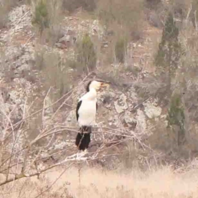 Microcarbo melanoleucos (Little Pied Cormorant) at Macnamara, ACT - 16 Aug 2024 by ConBoekel