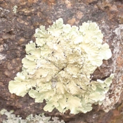 Xanthoparmelia sp. (Rock-shield lichen (foliose lichen)) at Strathnairn, ACT - 16 Aug 2024 by ConBoekel