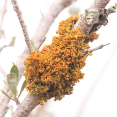 Teloschistes sp. (genus) at Strathnairn, ACT - 16 Aug 2024