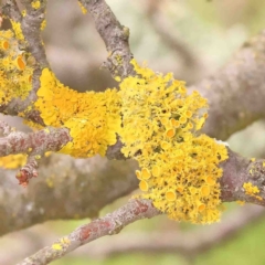 Teloschistes sp. (genus) (A lichen) at Macnamara, ACT - 16 Aug 2024 by ConBoekel