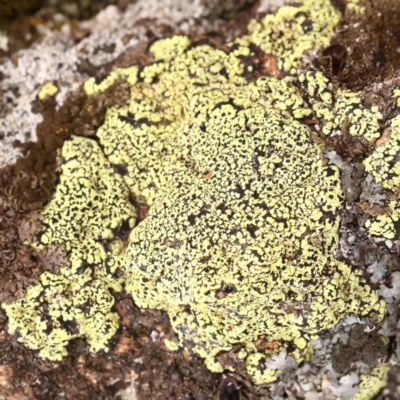 Rhizocarpon geographicum (Yellow Map Lichen) at Strathnairn, ACT - 16 Aug 2024 by ConBoekel