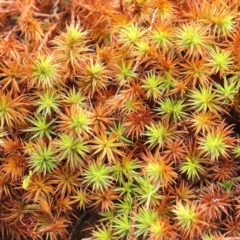 Polytrichaceae sp. (family) (A moss) at Strathnairn, ACT - 16 Aug 2024 by ConBoekel