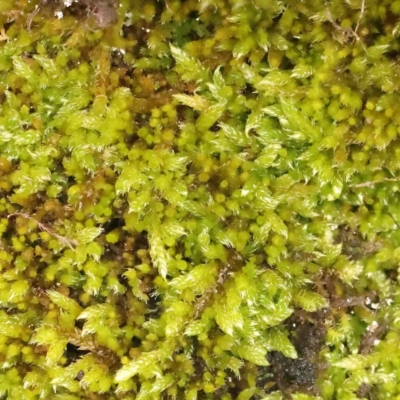Unverified Moss, Liverwort or Hornwort at Strathnairn, ACT - 16 Aug 2024 by ConBoekel