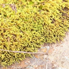 Unverified Moss, Liverwort or Hornwort at Strathnairn, ACT - 16 Aug 2024 by ConBoekel