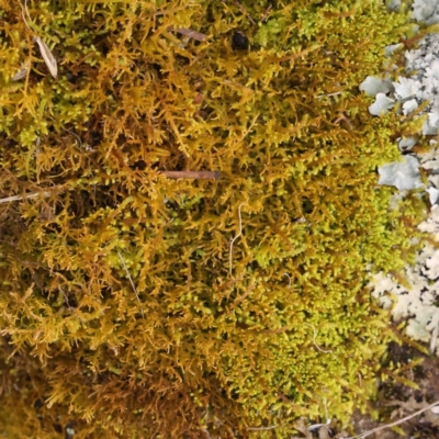 Unidentified Moss, Liverwort or Hornwort at Strathnairn, ACT - 16 Aug 2024 by ConBoekel