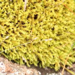 Unverified Moss, Liverwort or Hornwort at Strathnairn, ACT - 16 Aug 2024 by ConBoekel