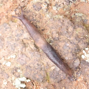 Deroceras sp. (genus) at Strathnairn, ACT - 16 Aug 2024