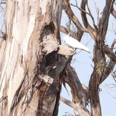 Cacatua galerita (Sulphur-crested Cockatoo) at Strathnairn, ACT - 16 Aug 2024 by ConBoekel