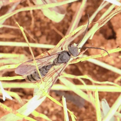 Tiphiidae (family) (Unidentified Smooth flower wasp) at Macnamara, ACT - 16 Aug 2024 by ConBoekel