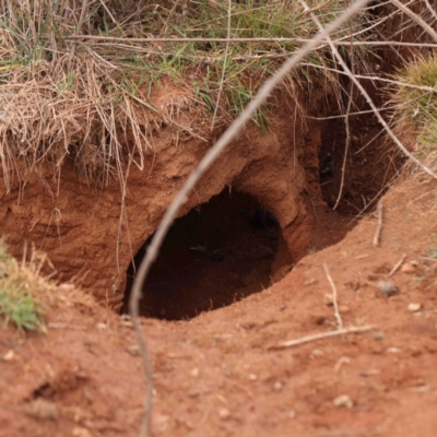Vombatus ursinus (Bare-nosed Wombat) at Strathnairn, ACT - 16 Aug 2024 by ConBoekel