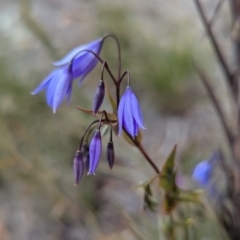 Stypandra glauca (Nodding Blue Lily) at Aranda, ACT - 17 Aug 2024 by HelenCross