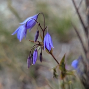 Stypandra glauca at Aranda, ACT - 17 Aug 2024