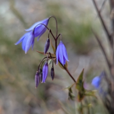 Stypandra glauca (Nodding Blue Lily) at Aranda, ACT - 17 Aug 2024 by HelenCross