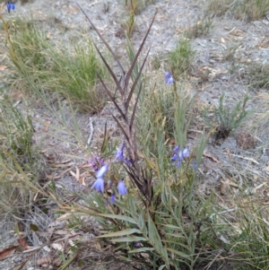 Stypandra glauca at Aranda, ACT - 17 Aug 2024