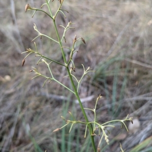 Dianella sp. aff. longifolia (Benambra) at Kambah, ACT - 17 Aug 2024