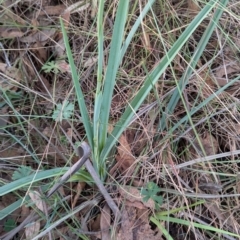 Dianella sp. aff. longifolia (Benambra) at Kambah, ACT - 17 Aug 2024