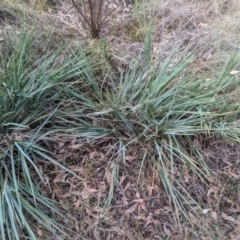 Dianella sp. aff. longifolia (Benambra) at Kambah, ACT - 17 Aug 2024