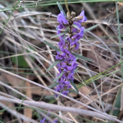 Hovea heterophylla (Common Hovea) at Kambah, ACT - 17 Aug 2024 by HelenCross