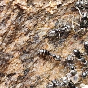 Dolichoderinae (subfamily) at Kingsdale, NSW - 17 Aug 2024