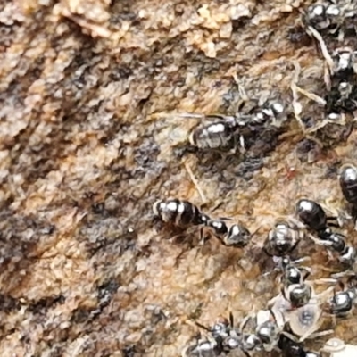 Dolichoderinae (subfamily) at Kingsdale, NSW - 17 Aug 2024 by trevorpreston