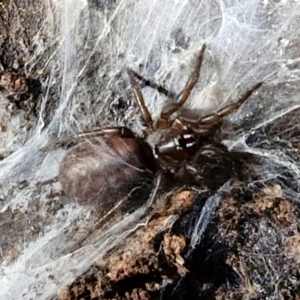 Paraembolides sp. (genus) at Kingsdale, NSW - 17 Aug 2024