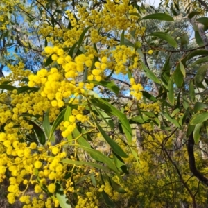 Acacia pycnantha at Farrer, ACT - 17 Aug 2024