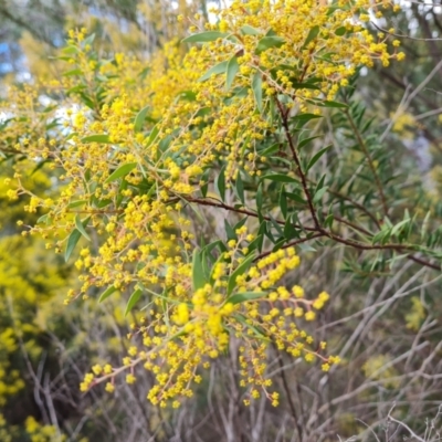 Acacia (genus) (A Wattle) at Farrer, ACT - 17 Aug 2024 by Mike