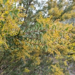 Acacia sp. at Farrer, ACT - 17 Aug 2024 03:40 PM