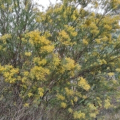 Acacia sp. at Farrer, ACT - 17 Aug 2024 03:40 PM