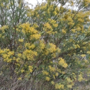 Acacia sp. at Farrer, ACT - 17 Aug 2024