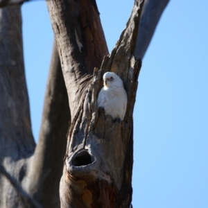 Cacatua sanguinea at Throsby, ACT - 7 Aug 2024 09:47 AM