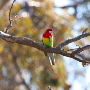 Platycercus eximius at Throsby, ACT - 7 Aug 2024